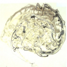 Grottaperfetta-5